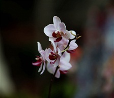 兰花