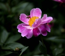勺药