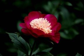 勺药花