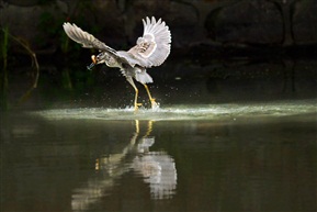 河鲜