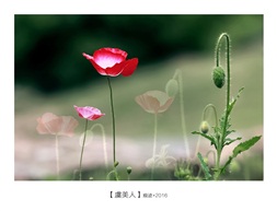 虞美人