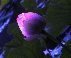 夏菏可爱