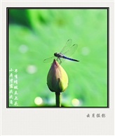 小荷才露尖尖角