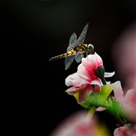 蜻蜓也恋花