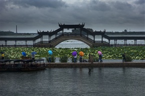 风雨古莲桥