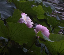 亭林荷花