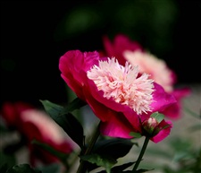勺药花