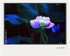 夕阳下荷花更美