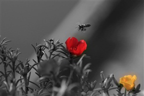 採蜜