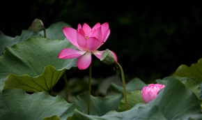 含蓄与奔放