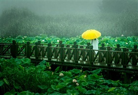 《雨润静荷浮香绕》