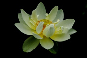 夏菏可爱