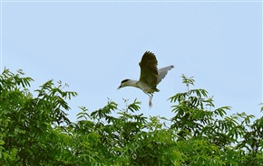小'鸟'学飞