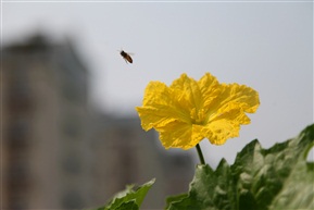 丝瓜花