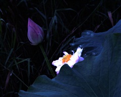 夏菏可爱