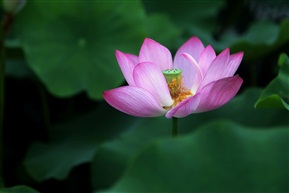 风荷举