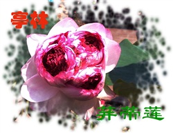 花团锦簇