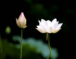 含苞与怒芳