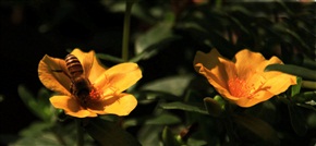 小蜂恋小花