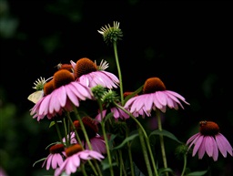 蜂花