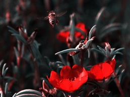 花丛