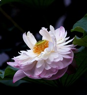 蓮花