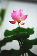 荷