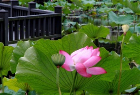 荷花