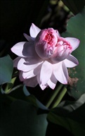 亭林一宝——荓蒂莲