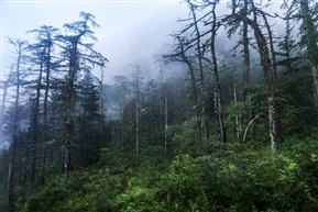 山腰雾松