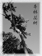 亭林一景