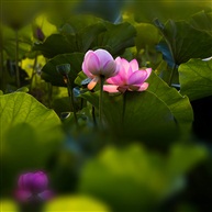 《七月荷韵》-4
