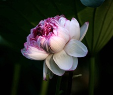 并蒂怒放