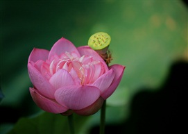 亭林荷2