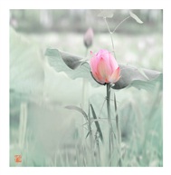 《荷韵7》