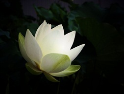 白蓮花