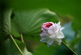 亭林荷3