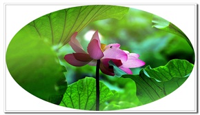 红花玉叶出芙蓉