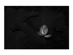墨荷