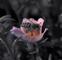 小蜂恋小花