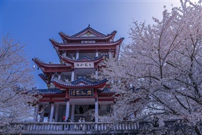 樱谷花语