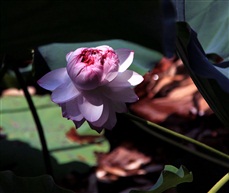 亭林一宝——荓蒂莲
