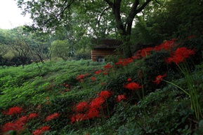 亭林小景