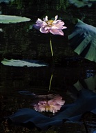 荷花2016-1