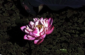蓮花