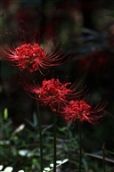 亭林一小花