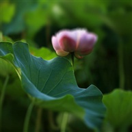 《七月荷韵》-6