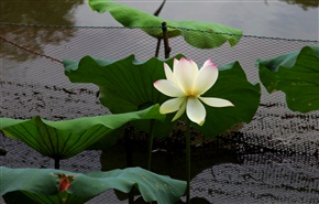 荷花