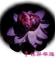 荓蒂蓮花蕾