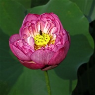 荷花2016-3